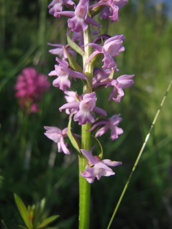 Gymnadenia conopsea